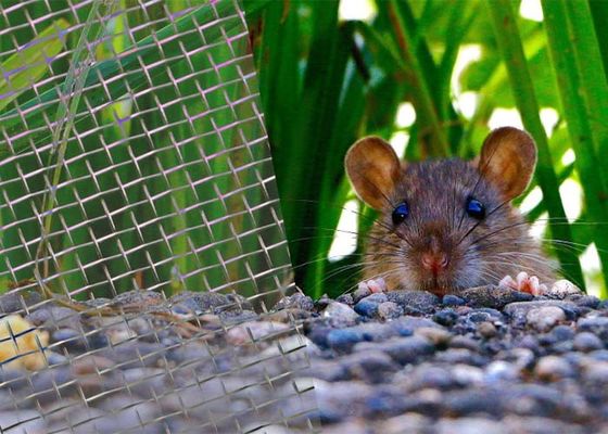 Durable Corrosion Resistant Stainless Steel Welded Mesh Rodent Proof
