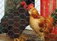 Αρπακτικός φράκτης φρακτών καλωδίων μετάλλων αλιείας με δίχτυα πουλερικών φρουράς ναυπηγείων για τα κοτόπουλα