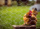 Poulets de Predator Fence For de grillage de Poultry Netting Metal de garde de yard