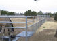 پانل های اسب سیمی 2x4 4 گیج 6 حصار اسب جوش داده شده