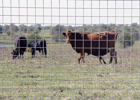 Welded Wire Cattle Fence Solid Structure Durable Life