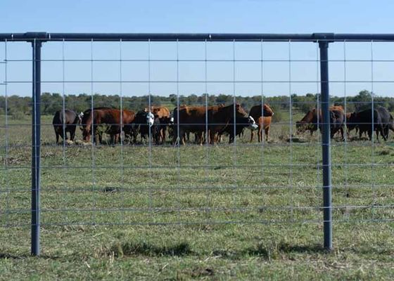 Welded Wire Cattle Fence Solid Structure Durable Life