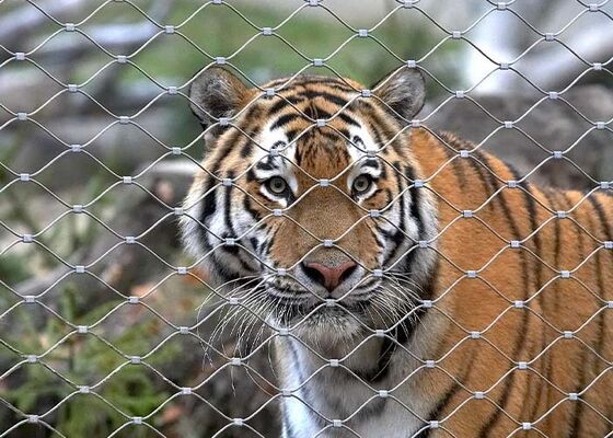 Stainless Steel Rope Mesh Zoo Fencing – High Safety and Aesthetically Pleasing